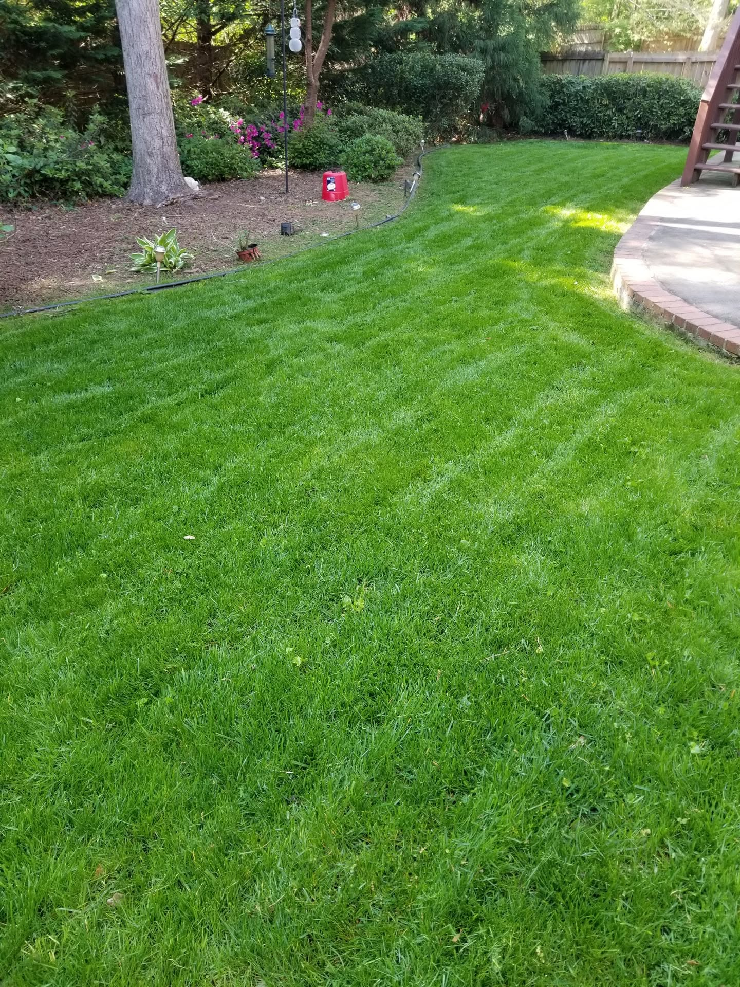 Green backyard lawn